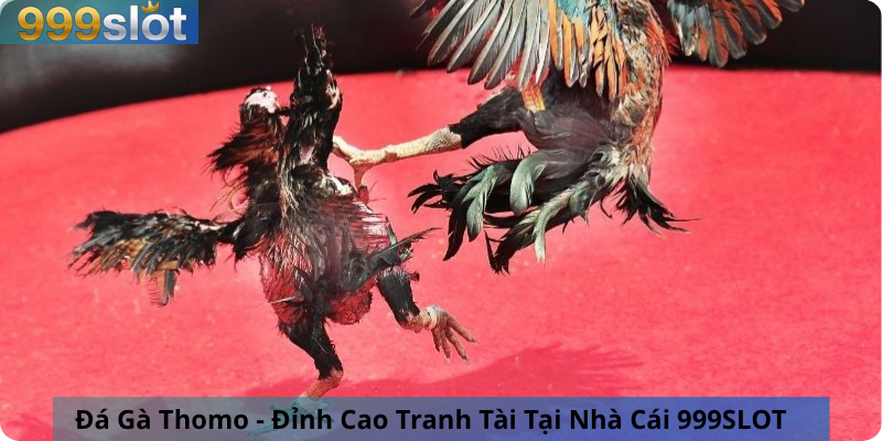 Đá Gà Thomo - Đỉnh Cao Tranh Tài Tại Nhà Cái 999SLOT