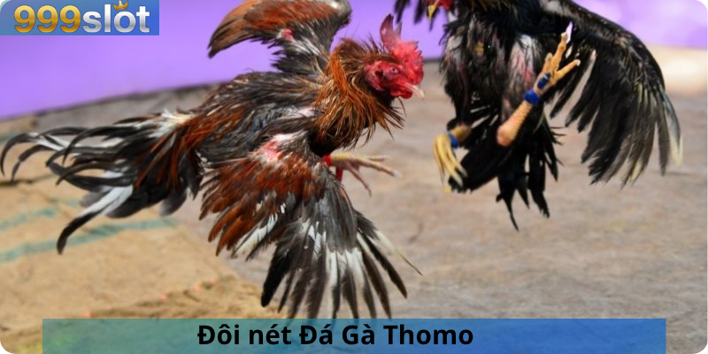 Đôi nét Đá Gà Thomo