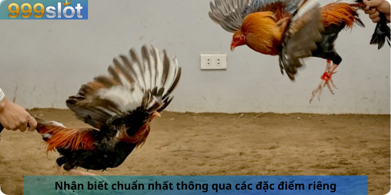 Nhận biết chuẩn nhất thông qua các đặc điểm riêng