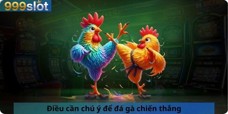 Điều cần chú ý để đá gà chiến thắng