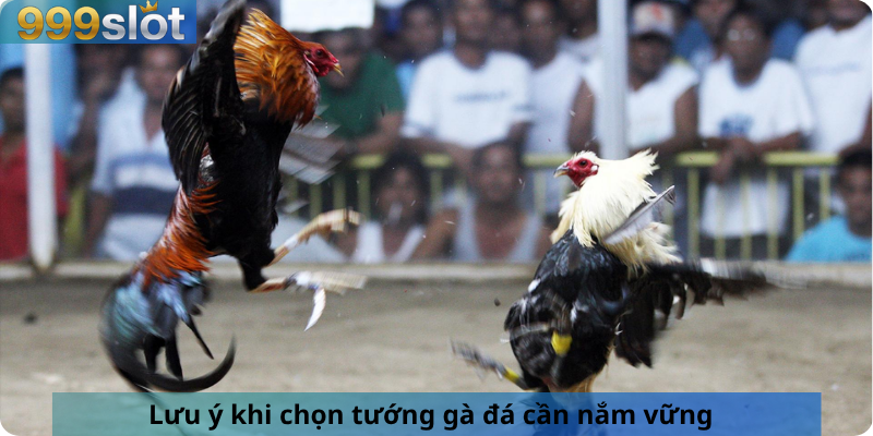 Lưu ý khi chọn tướng gà đá cần nắm vững